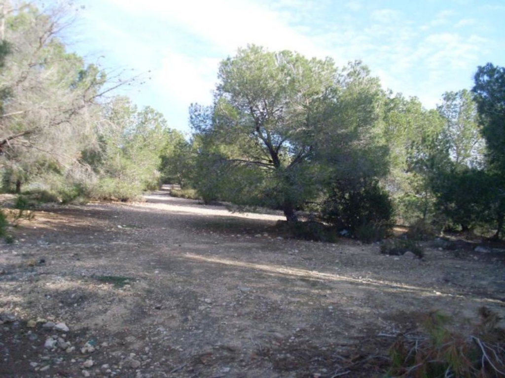 Land in San Miguel De Salinas